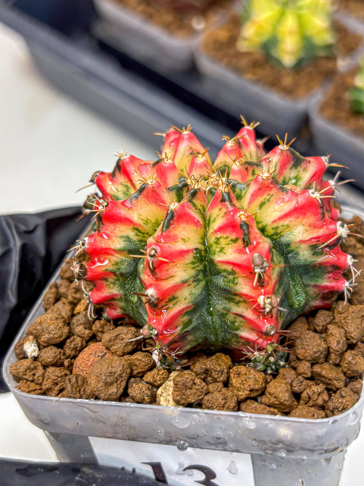 Gymnocalycium Multicolor (gy17) (13) | Special Hybrid cactus