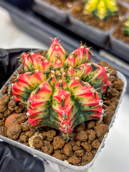 Gymnocalycium Multicolor (gy17) (13) | Special Hybrid cactus