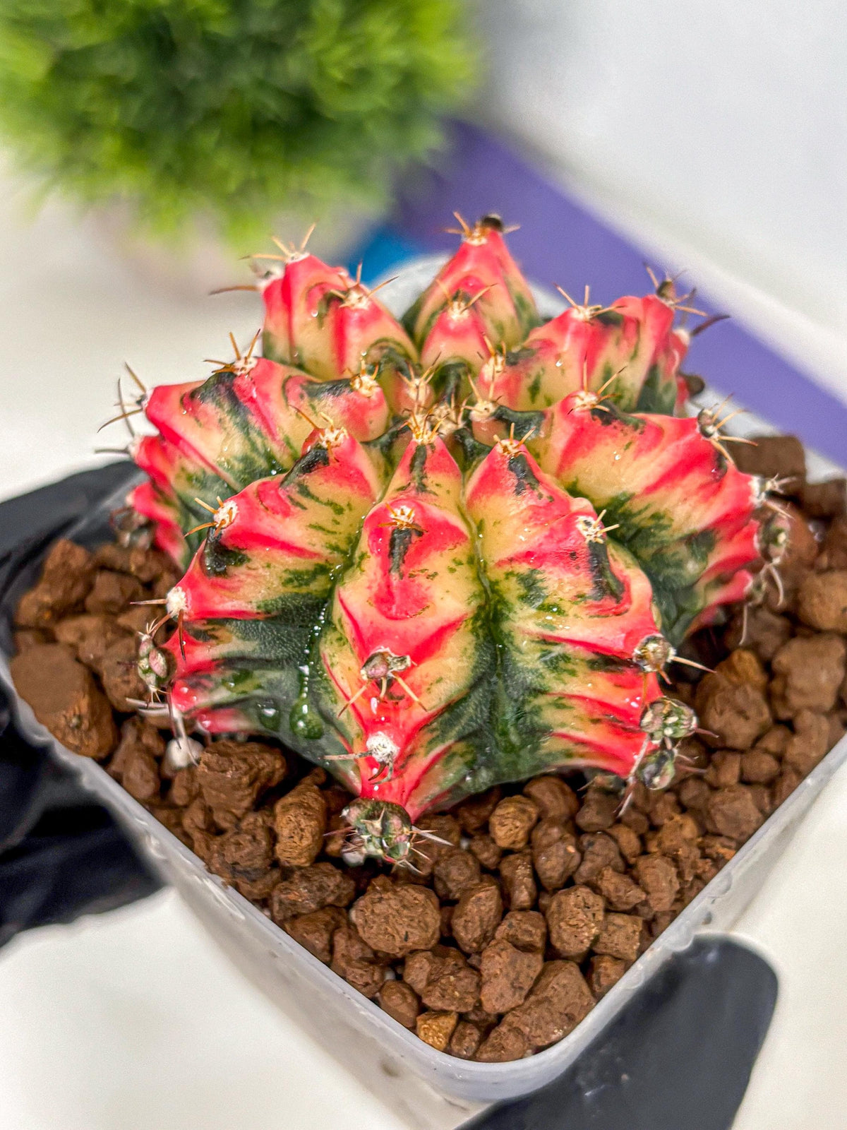 Gymnocalycium Multicolor (gy17) (13) | Special Hybrid cactus