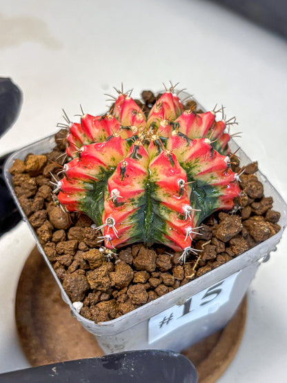 Gymnocalycium Multicolor (gy17) (15) | Special Hybrid cactus