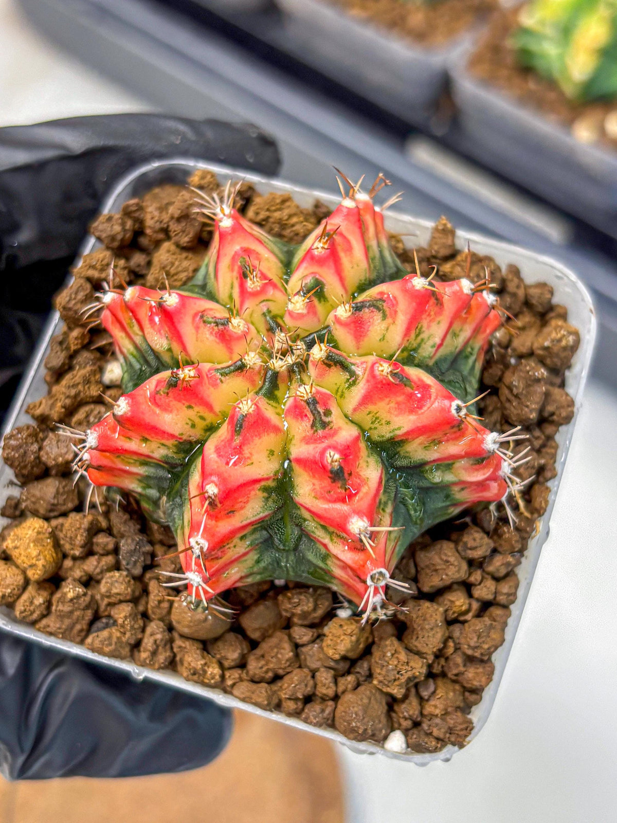 Gymnocalycium Multicolor (gy17) (15) | Special Hybrid cactus