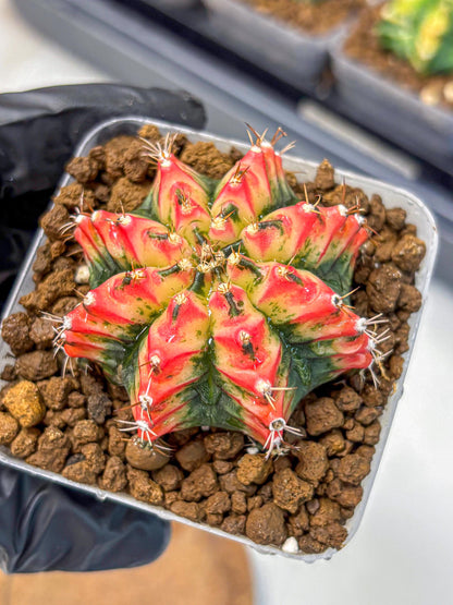Gymnocalycium Multicolor (gy17) (15) | Special Hybrid cactus