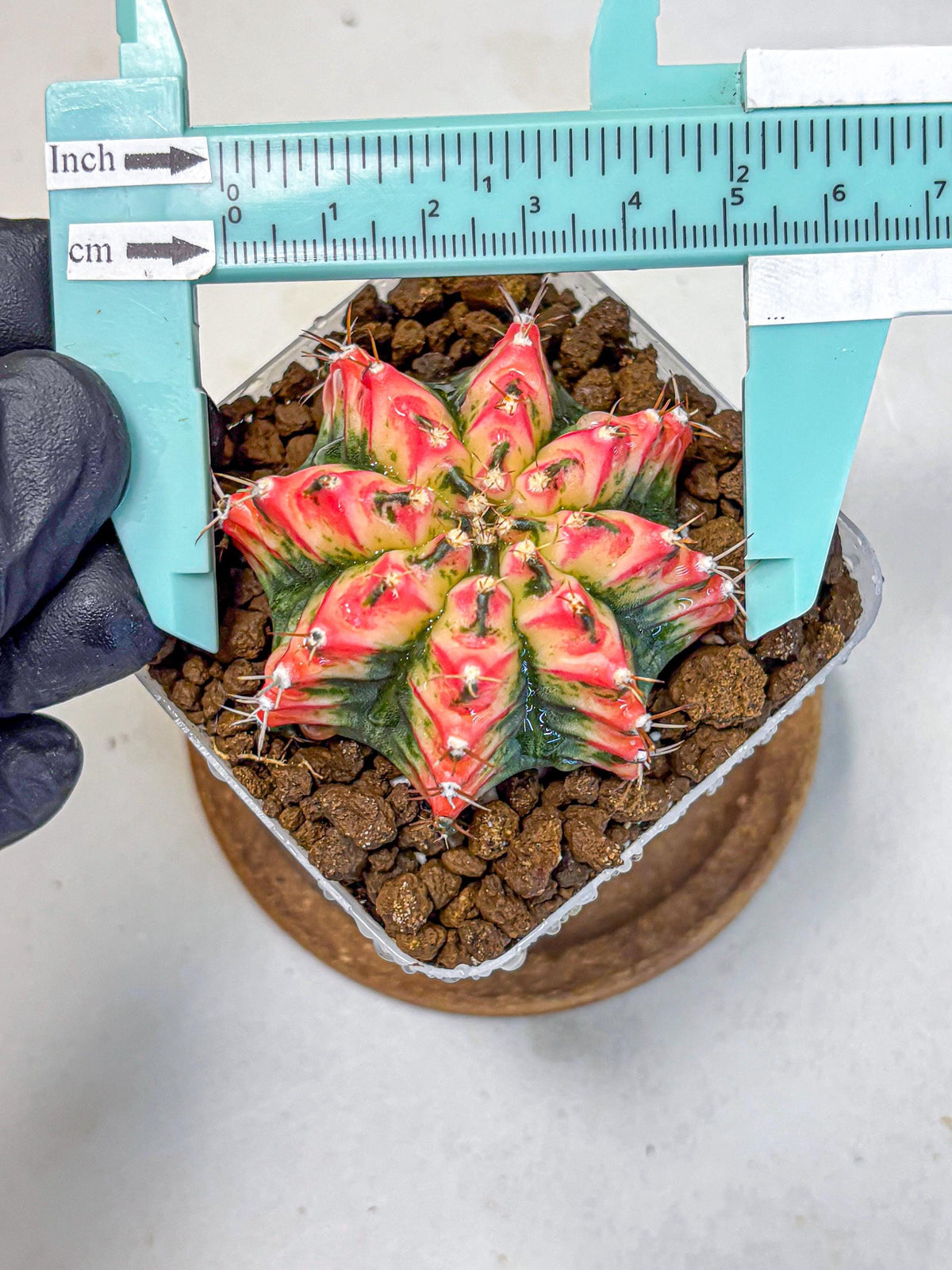 Gymnocalycium Multicolor (gy17) (15) | Special Hybrid cactus