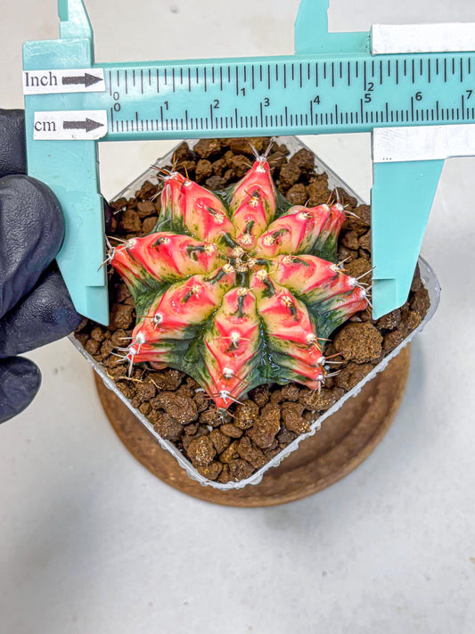 Gymnocalycium Multicolor (gy17) (15) | Special Hybrid cactus