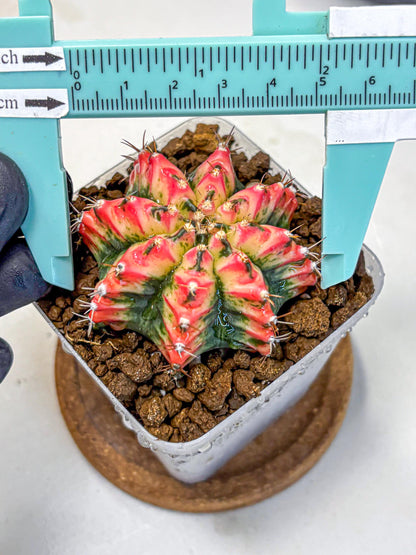 Gymnocalycium Multicolor (gy17) (15) | Special Hybrid cactus