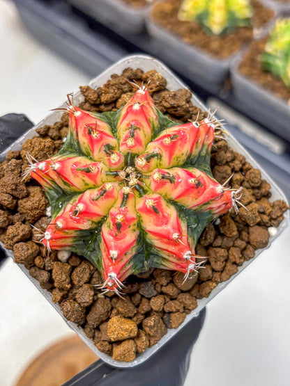 Gymnocalycium Multicolor (gy17) (15) | Special Hybrid cactus