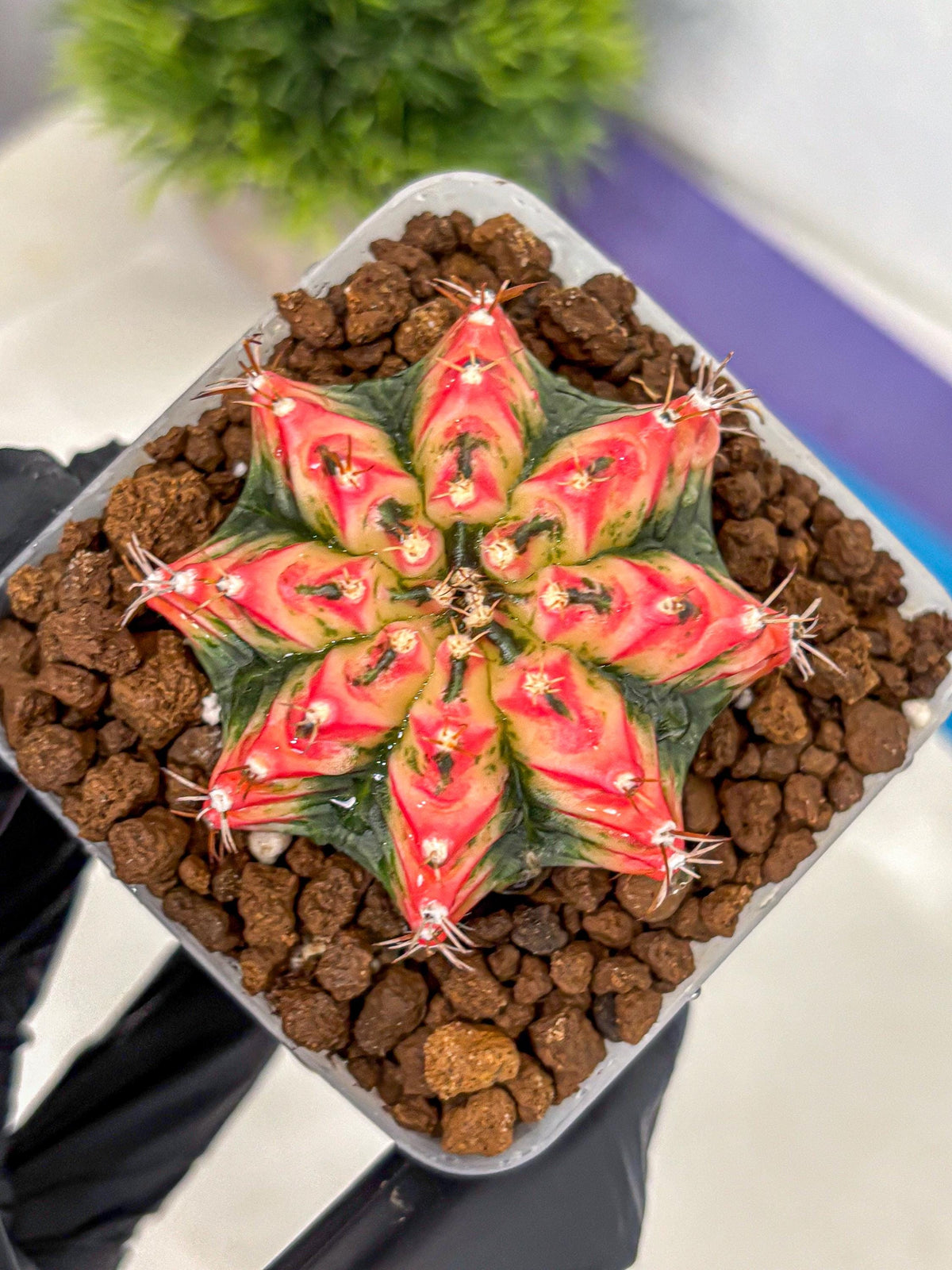 Gymnocalycium Multicolor (gy17) (15) | Special Hybrid cactus