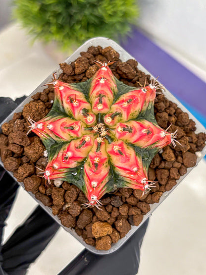 Gymnocalycium Multicolor (gy17) (15) | Special Hybrid cactus
