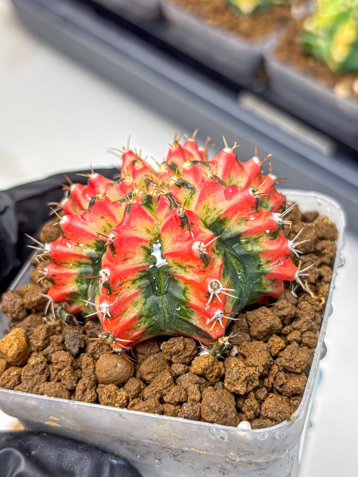 Gymnocalycium Multicolor (gy17) (15) | Special Hybrid cactus