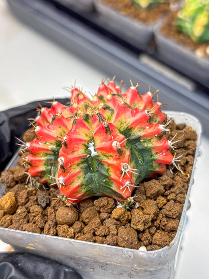 Gymnocalycium Multicolor (gy17) (15) | Special Hybrid cactus