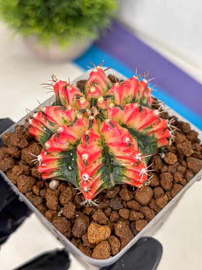 Gymnocalycium Multicolor (gy17) (15) | Special Hybrid cactus