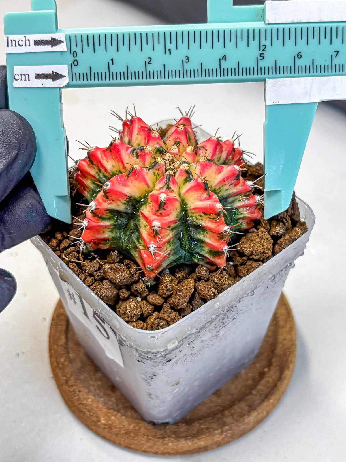 Gymnocalycium Multicolor (gy17) (15) | Special Hybrid cactus