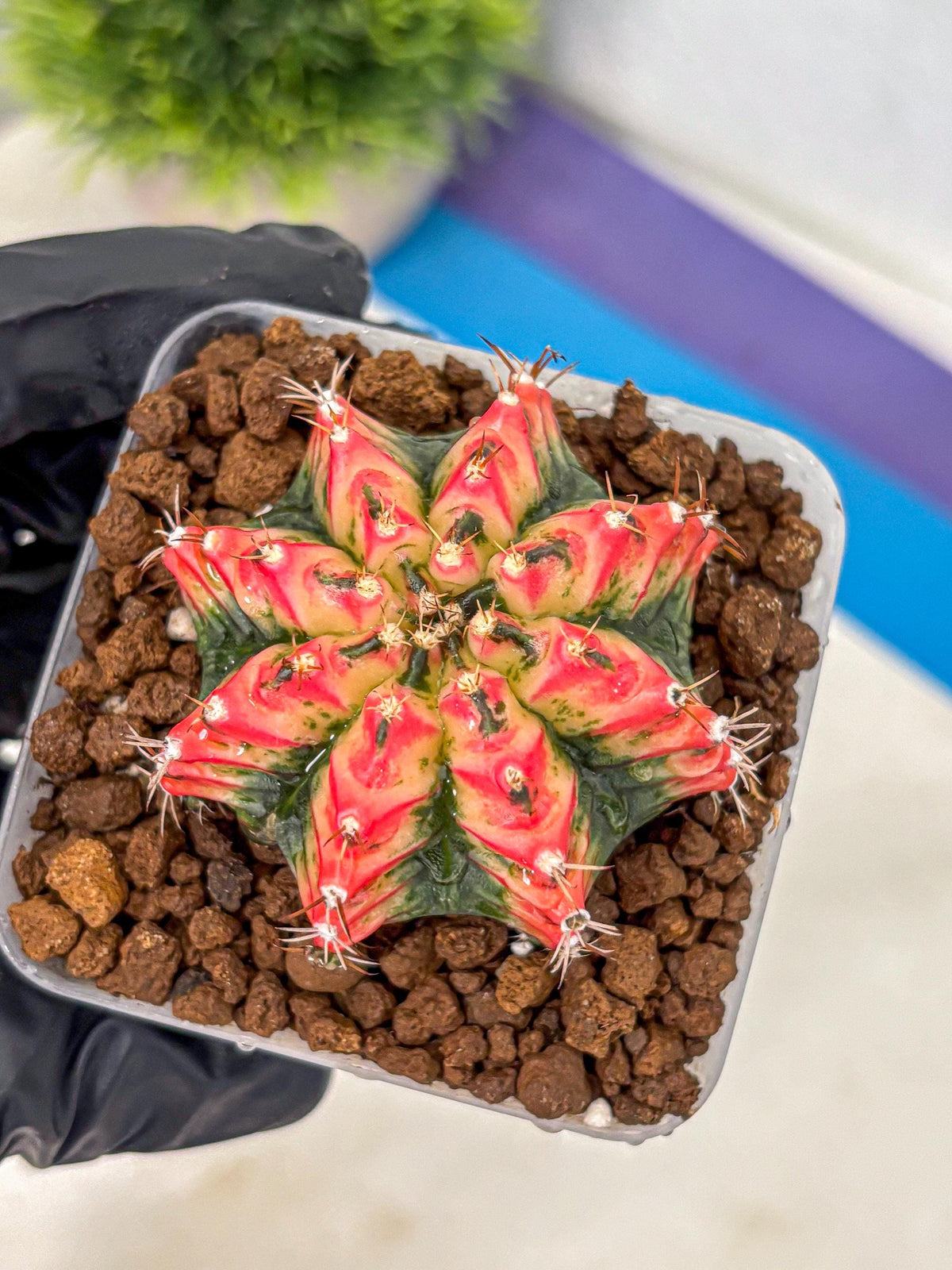 Gymnocalycium Multicolor (gy17) (15) | Special Hybrid cactus