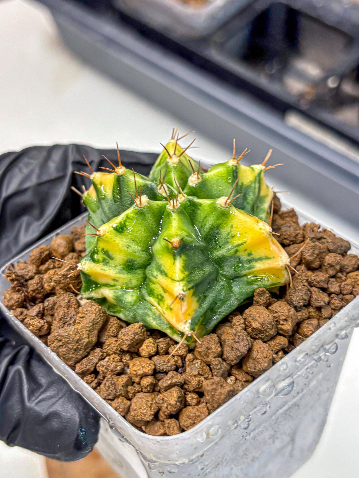 Gymnocalycium Saffron (gy17) (16) | Special Hybrid cactus