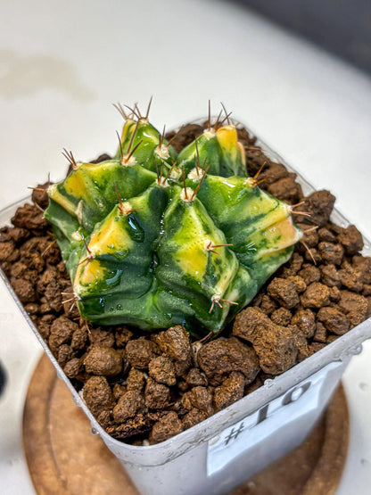 Gymnocalycium Saffron (gy17) (16) | Special Hybrid cactus