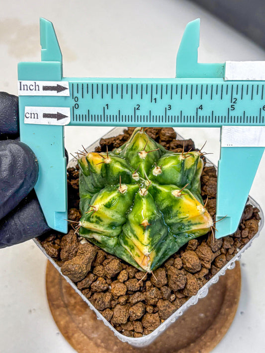 Gymnocalycium Saffron (gy17) (16) | Special Hybrid cactus