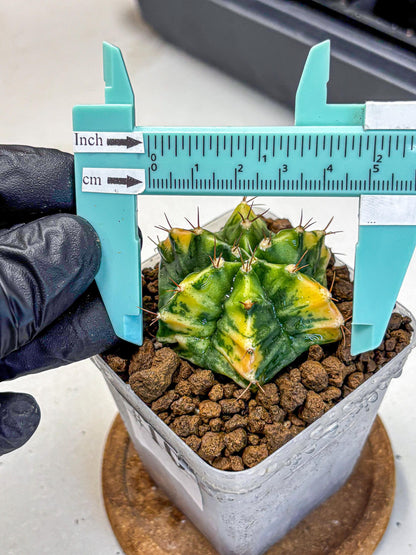Gymnocalycium Saffron (gy17) (16) | Special Hybrid cactus