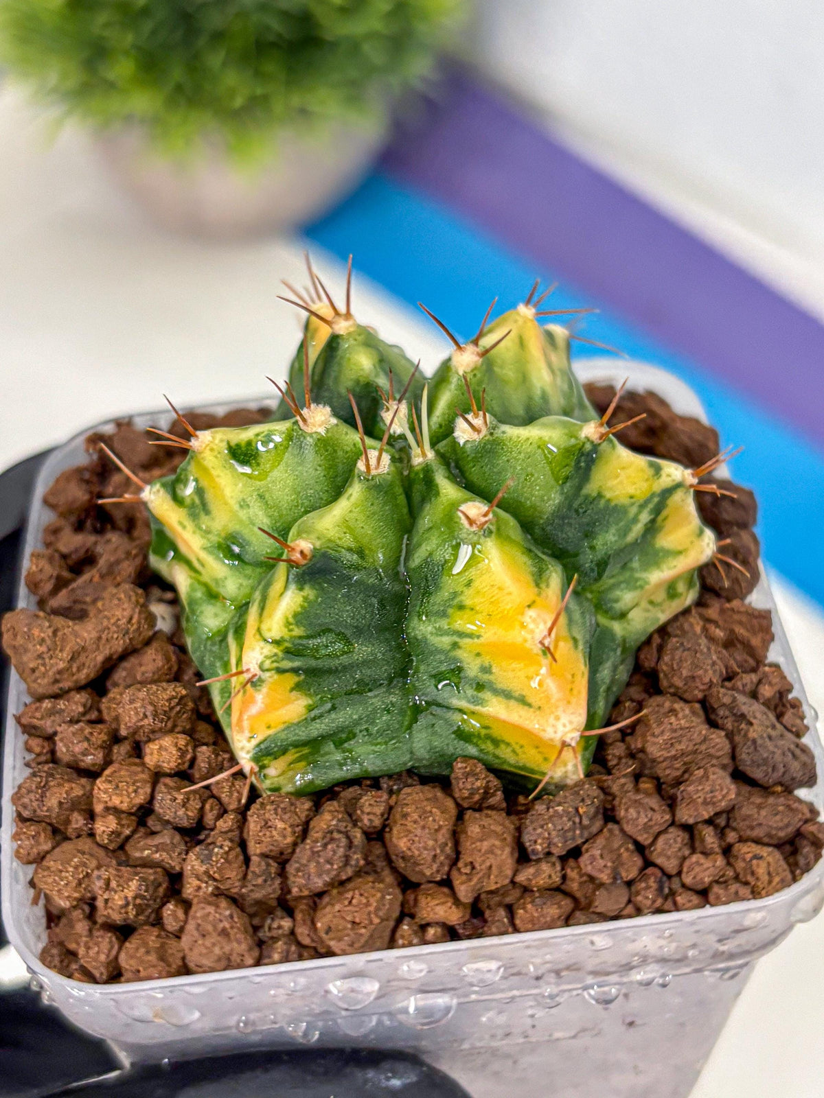 Gymnocalycium Saffron (gy17) (16) | Special Hybrid cactus