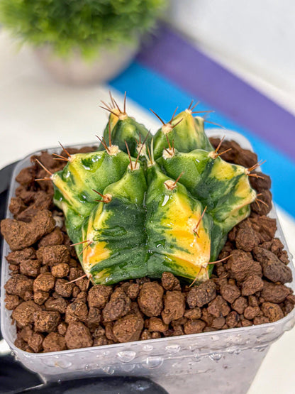 Gymnocalycium Saffron (gy17) (16) | Special Hybrid cactus