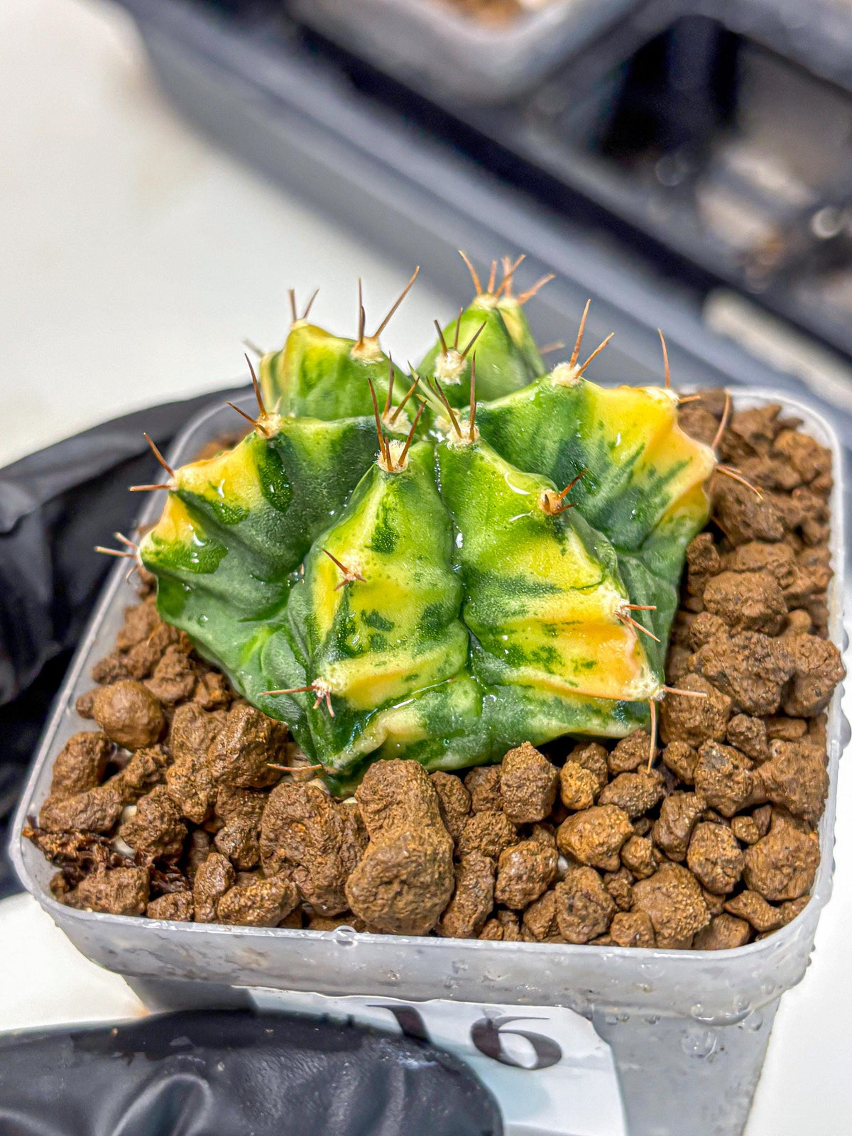 Gymnocalycium Saffron (gy17) (16) | Special Hybrid cactus