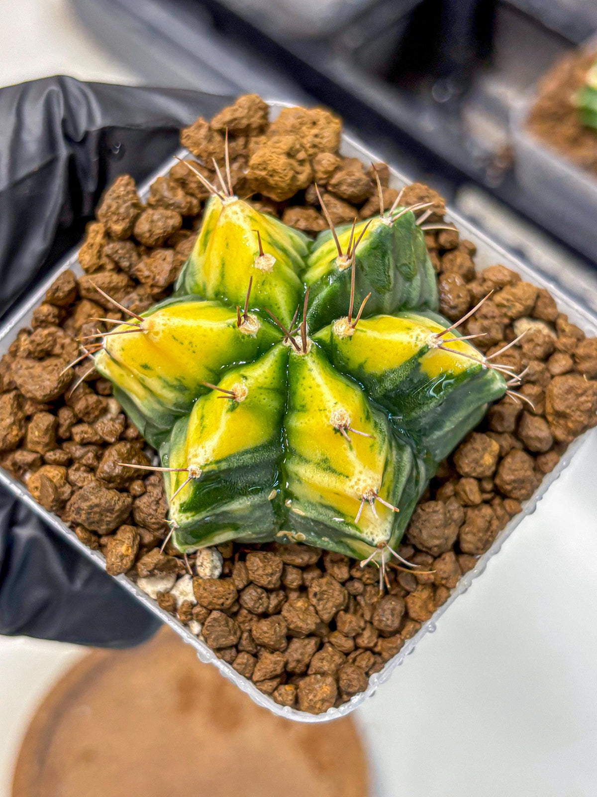 Gymnocalycium Saffron (gy17) (17) | Special Hybrid cactus