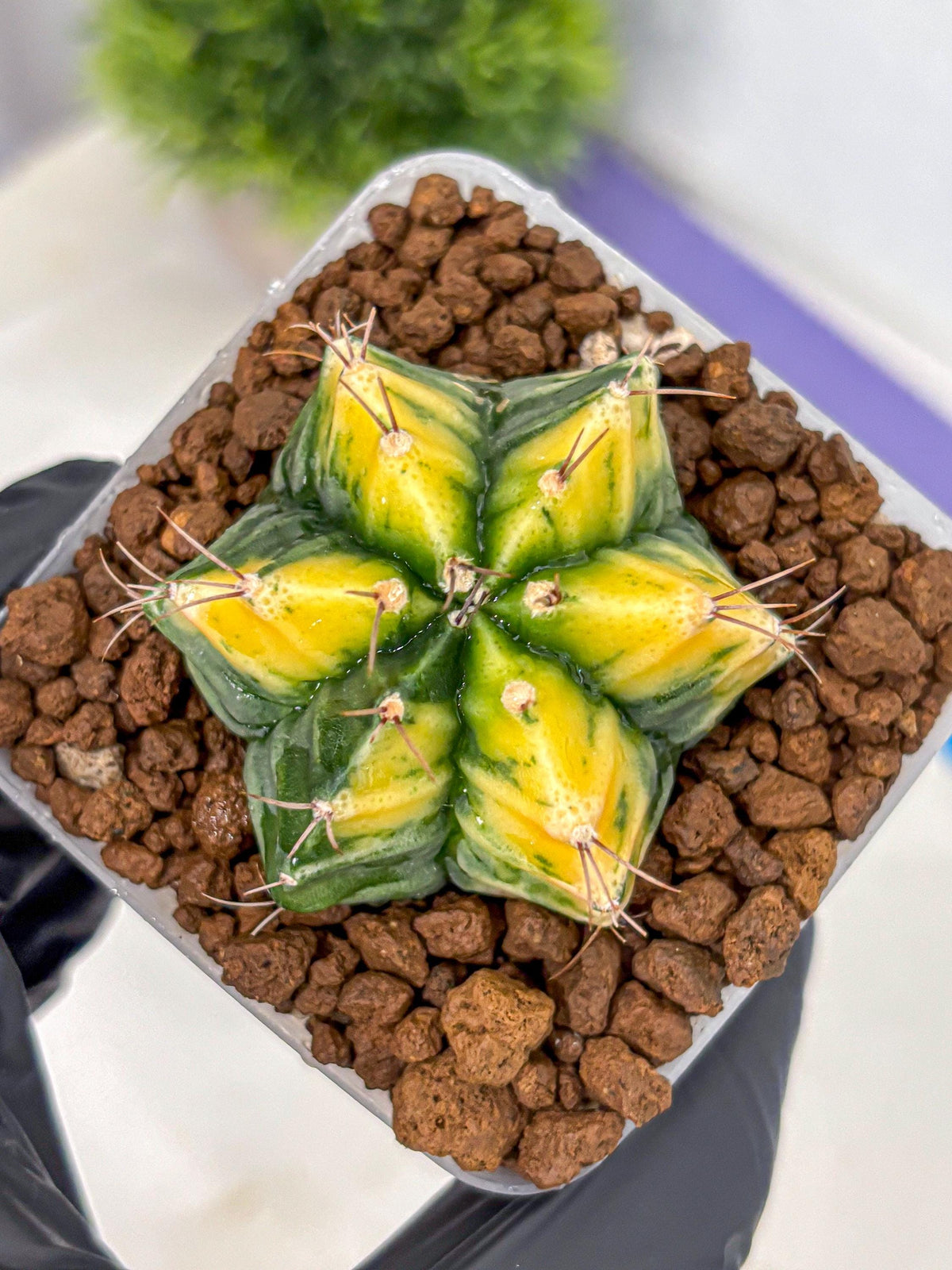 Gymnocalycium Saffron (gy17) (17) | Special Hybrid cactus