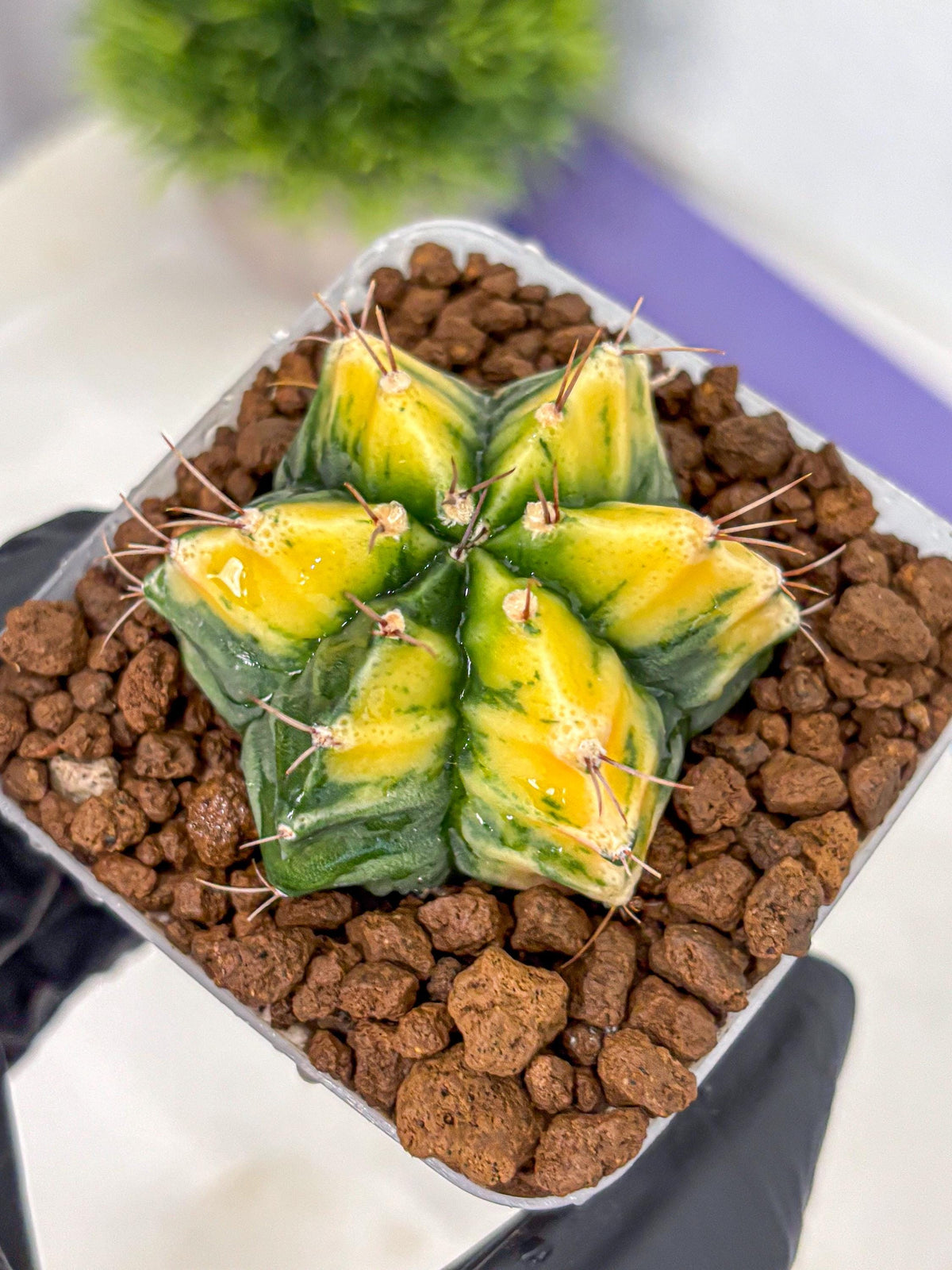 Gymnocalycium Saffron (gy17) (17) | Special Hybrid cactus