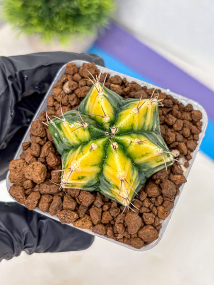 Gymnocalycium Saffron (gy17) (17) | Special Hybrid cactus