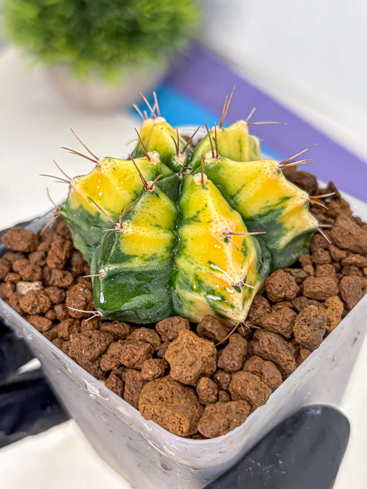 Gymnocalycium Saffron (gy17) (17) | Special Hybrid cactus