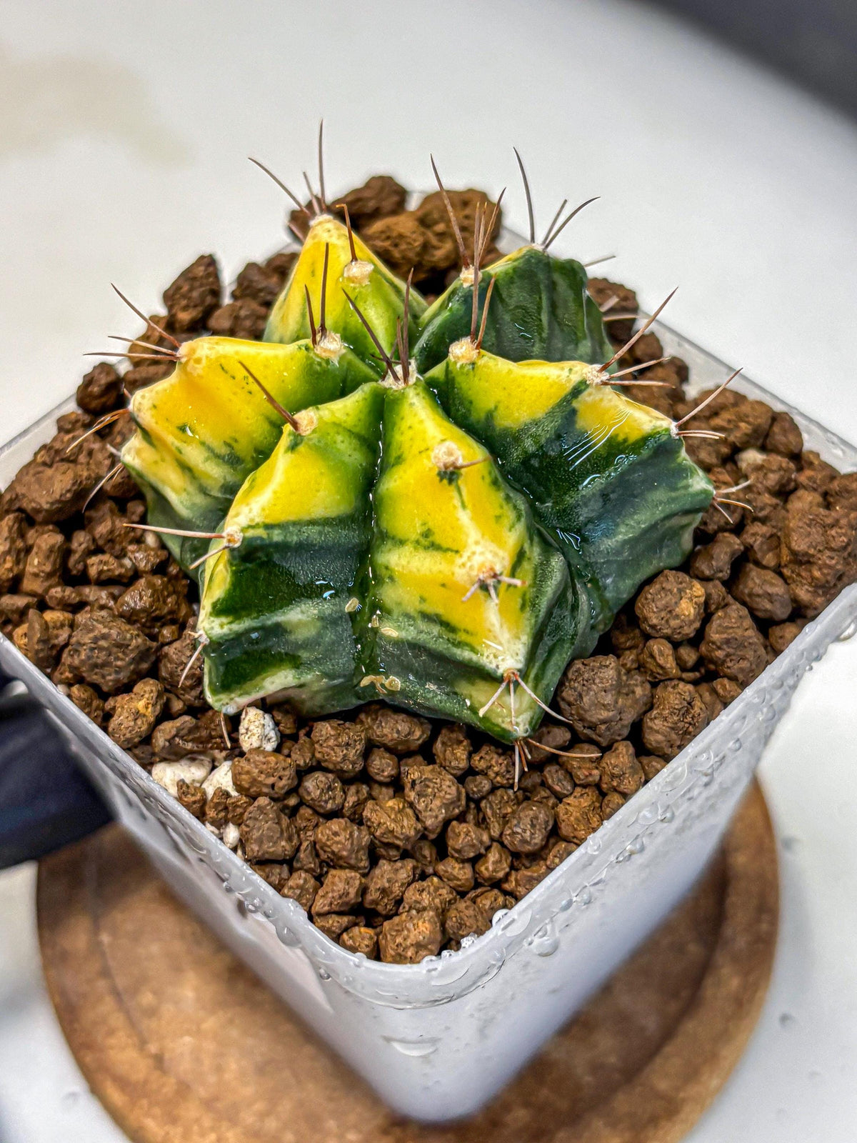 Gymnocalycium Saffron (gy17) (17) | Special Hybrid cactus