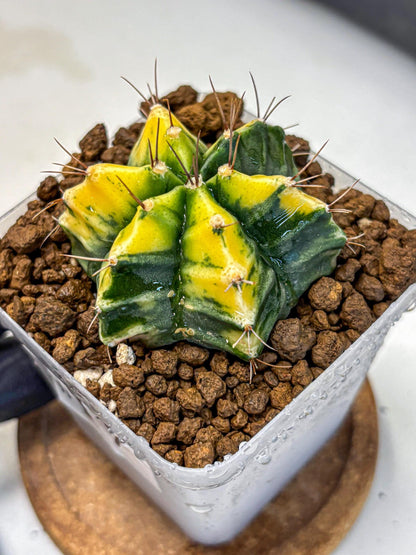 Gymnocalycium Saffron (gy17) (17) | Special Hybrid cactus