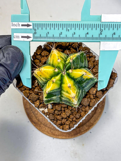 Gymnocalycium Saffron (gy17) (17) | Special Hybrid cactus
