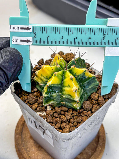 Gymnocalycium Saffron (gy17) (17) | Special Hybrid cactus