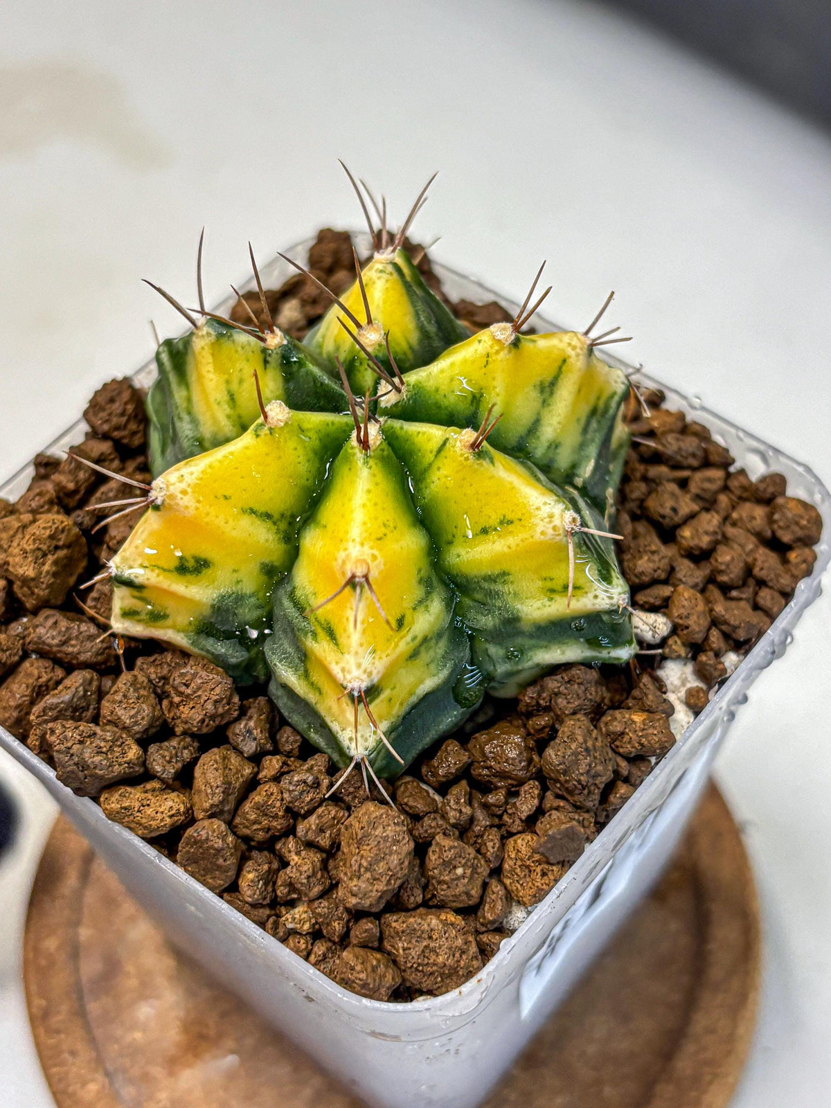 Gymnocalycium Saffron (gy17) (17) | Special Hybrid cactus