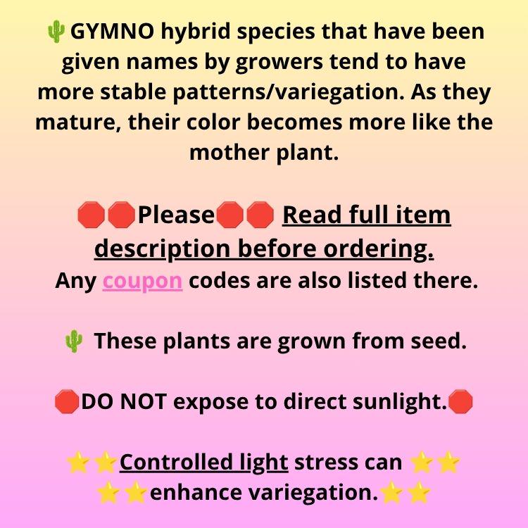 Gymnocalycium Ladybug (gy23) (2) | Special Hybrid cactus
