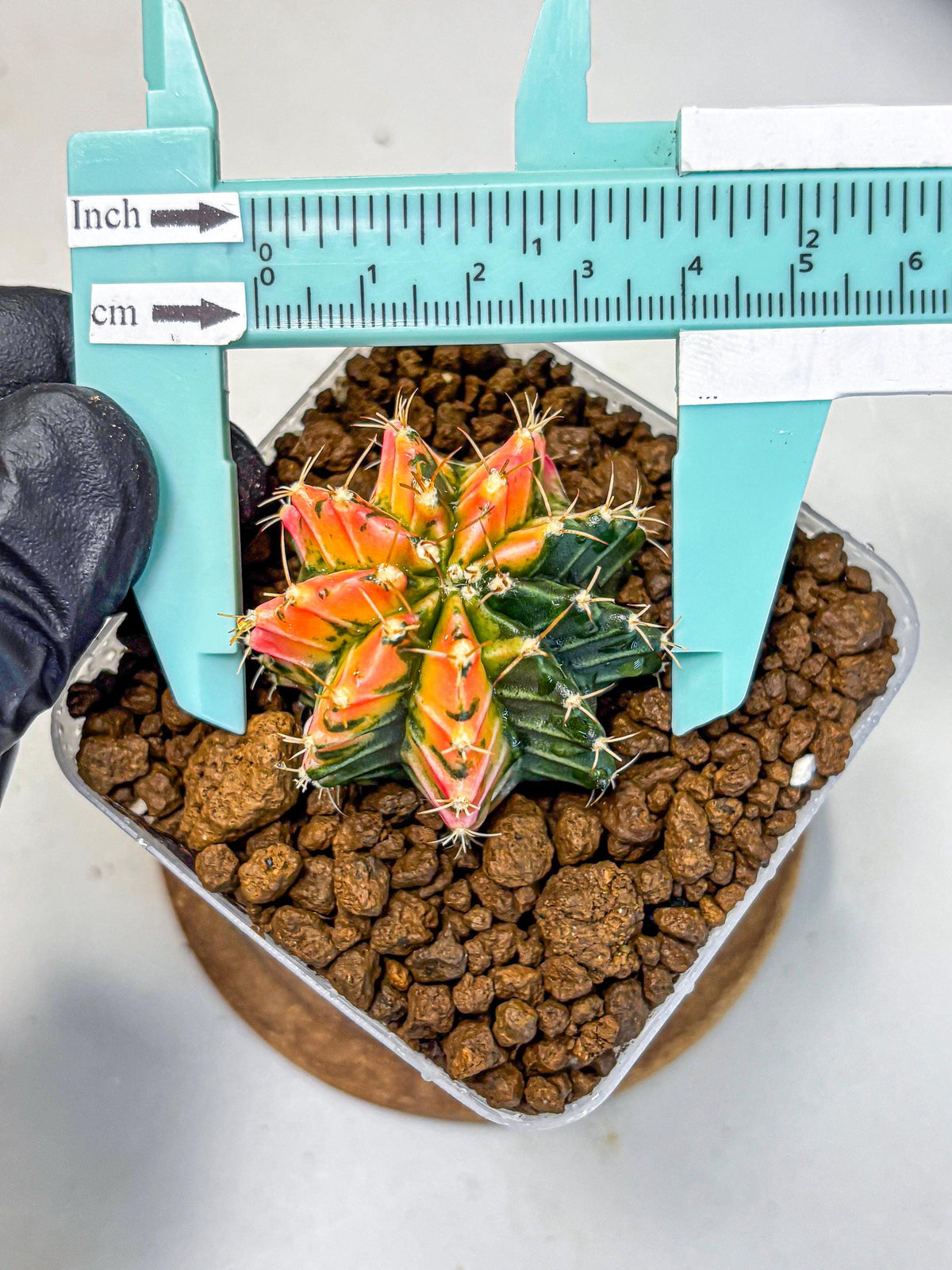 Gymnocalycium Ladybug (gy23) (1) | Special Hybrid cactus