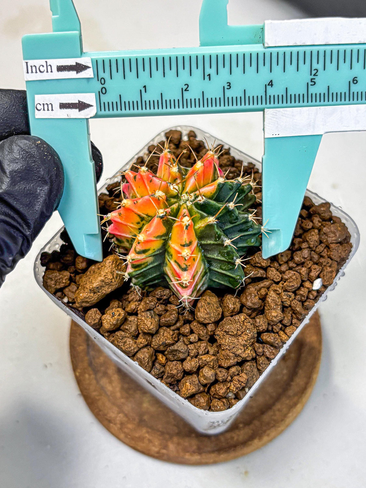 Gymnocalycium Ladybug (gy23) (1) | Special Hybrid cactus