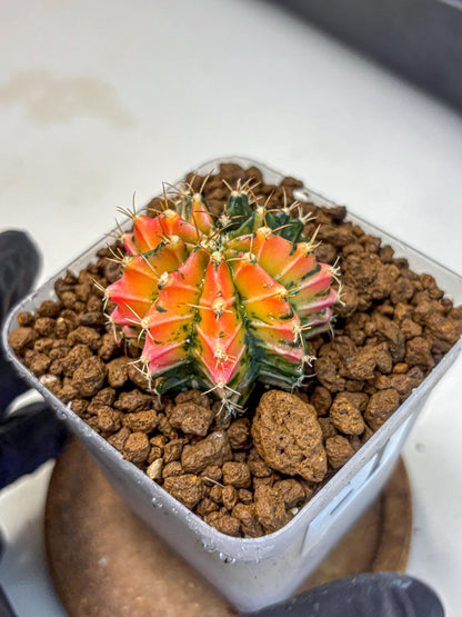 Gymnocalycium Ladybug (gy23) (1) | Special Hybrid cactus