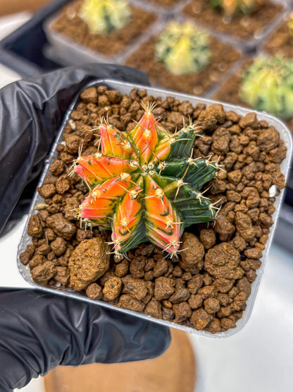 Gymnocalycium Ladybug (gy23) (1) | Special Hybrid cactus