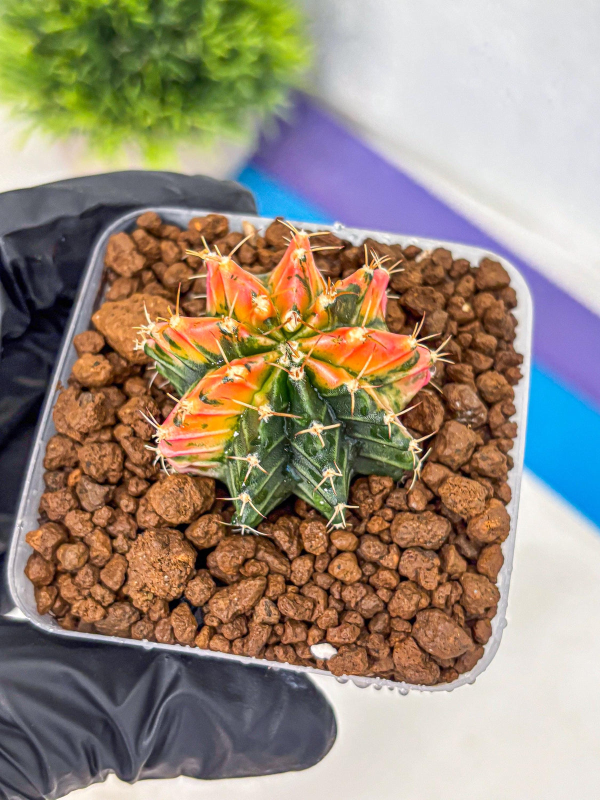 Gymnocalycium Ladybug (gy23) (1) | Special Hybrid cactus