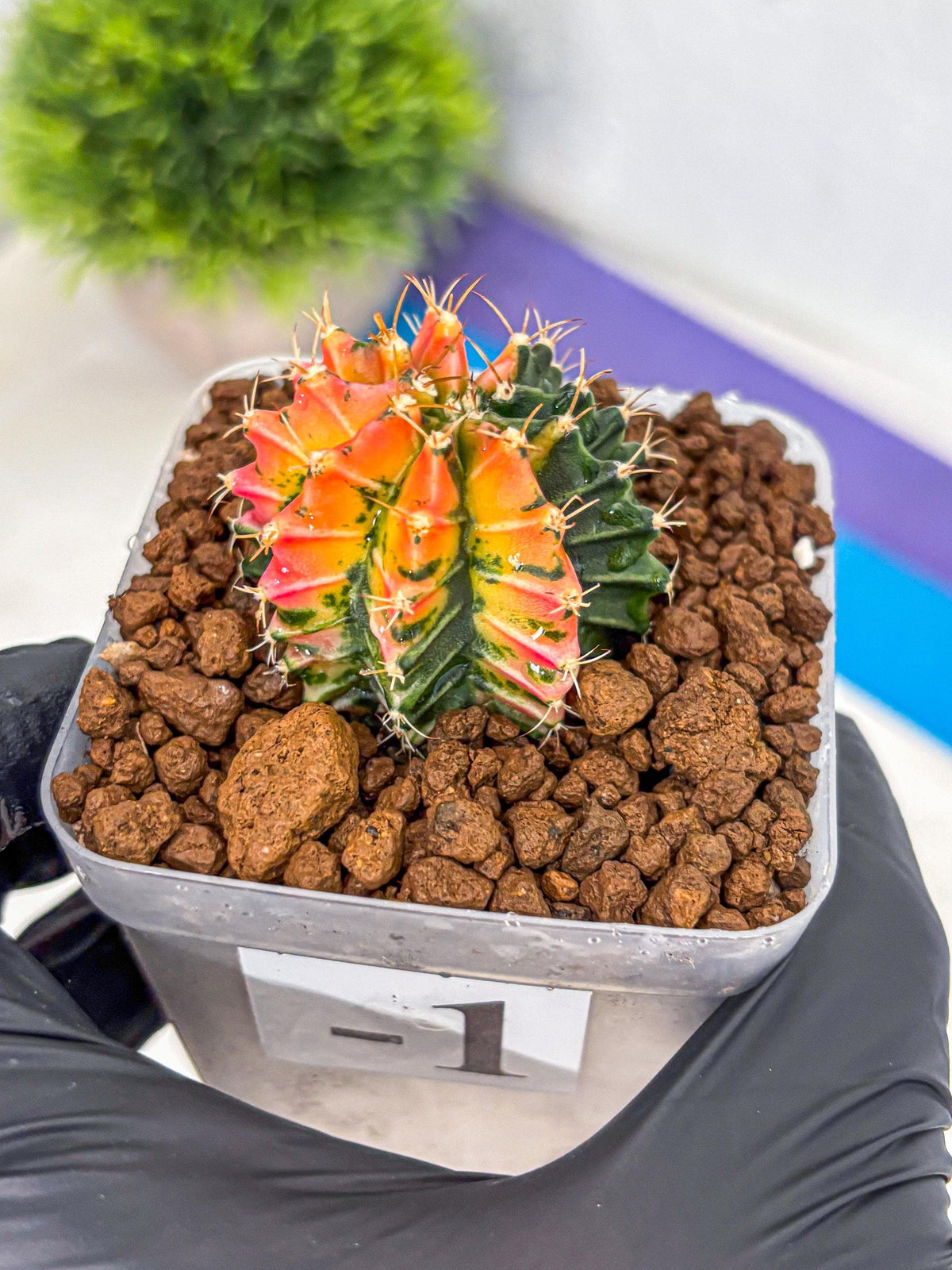 Gymnocalycium Ladybug (gy23) (1) | Special Hybrid cactus