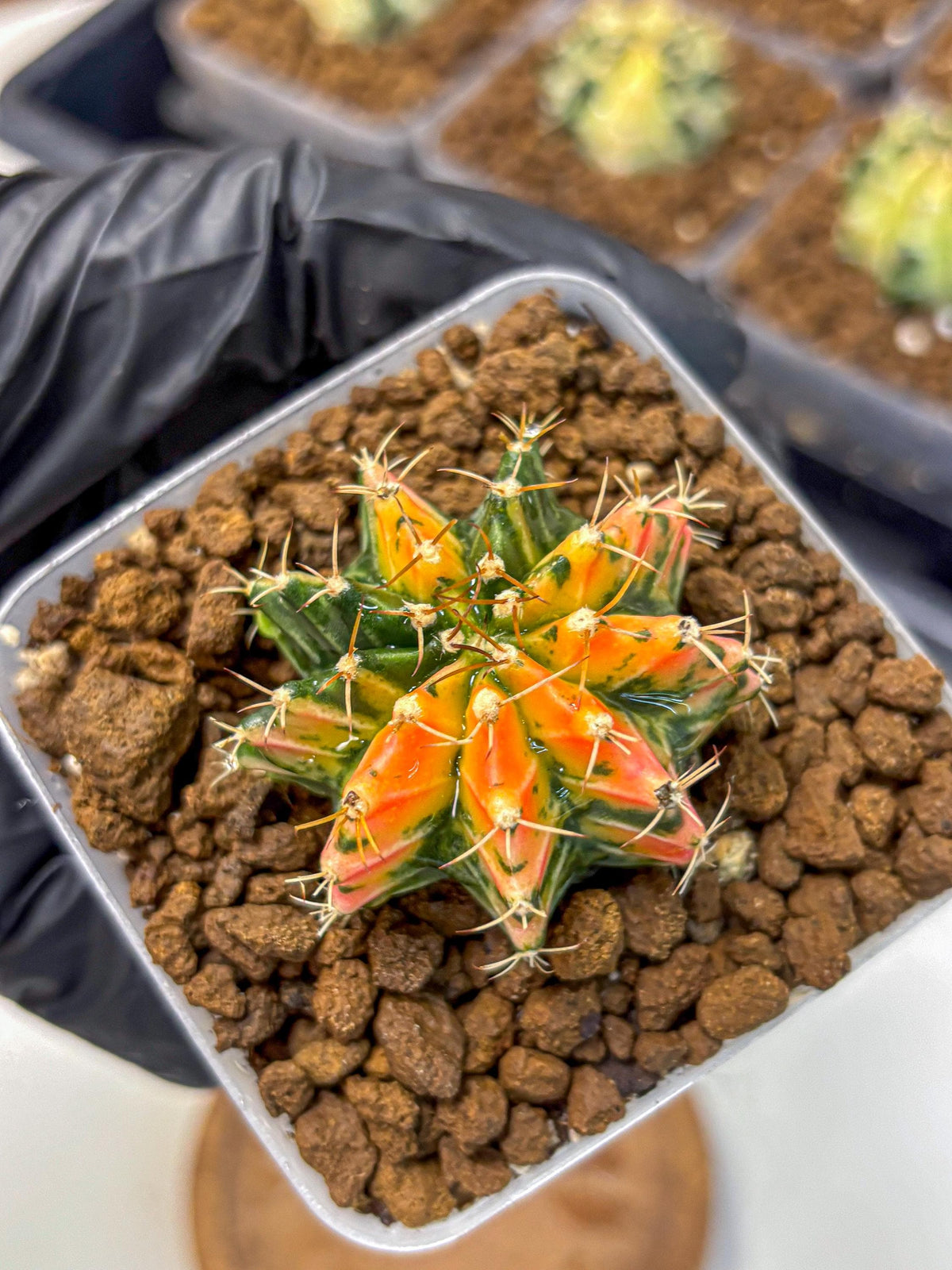 Gymnocalycium Ladybug (gy23) (2) | Special Hybrid cactus