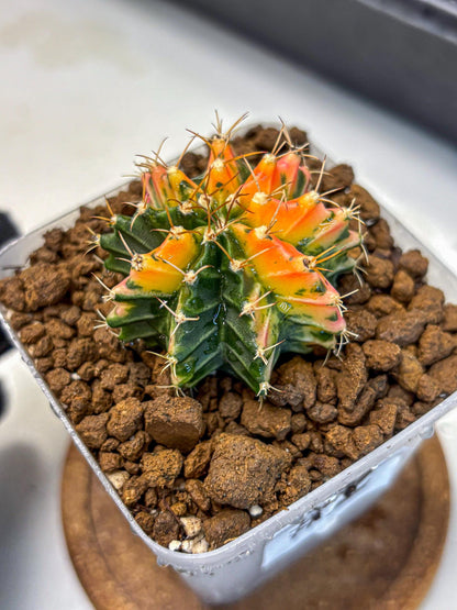Gymnocalycium Ladybug (gy23) (2) | Special Hybrid cactus