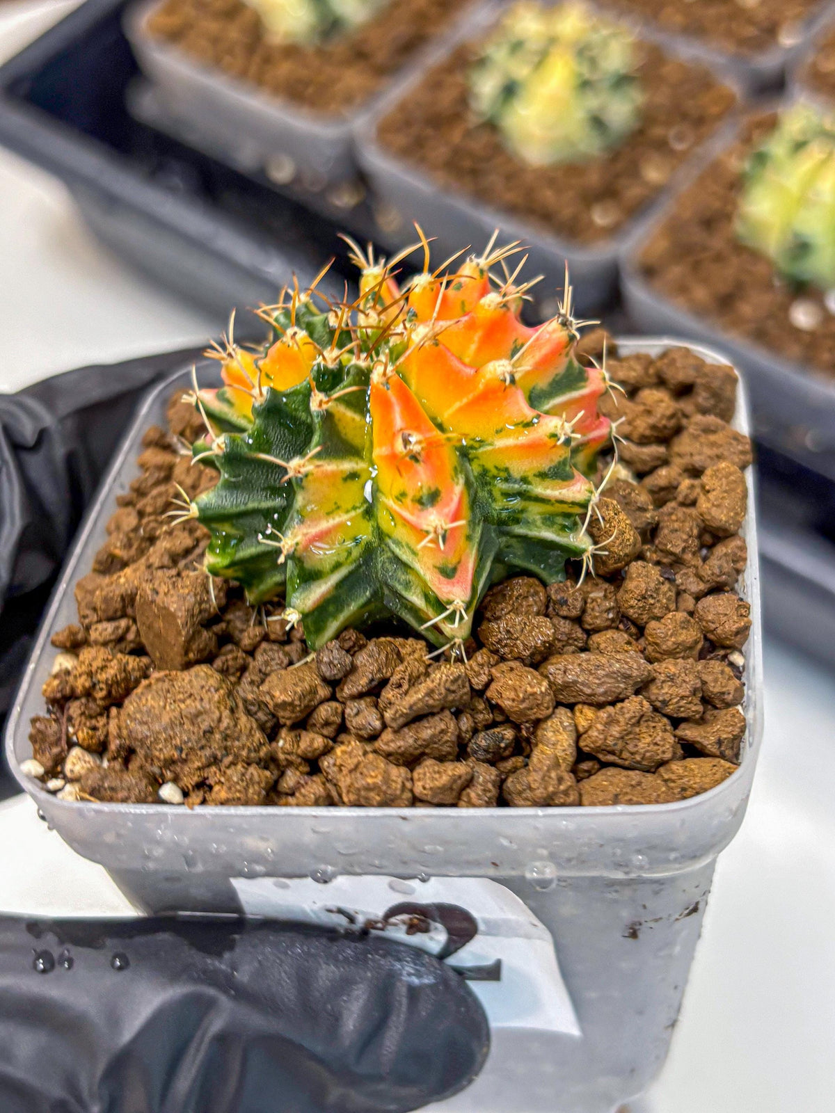 Gymnocalycium Ladybug (gy23) (2) | Special Hybrid cactus