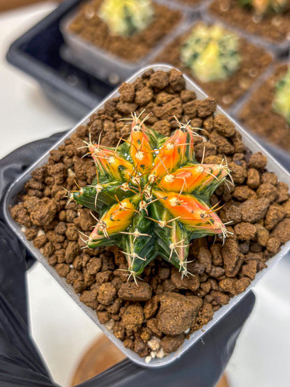 Gymnocalycium Ladybug (gy23) (2) | Special Hybrid cactus