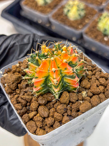 Gymnocalycium Ladybug (gy23) (2) | Special Hybrid cactus