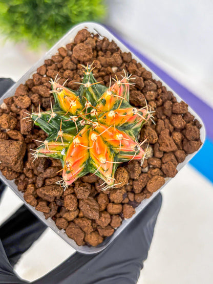 Gymnocalycium Ladybug (gy23) (2) | Special Hybrid cactus