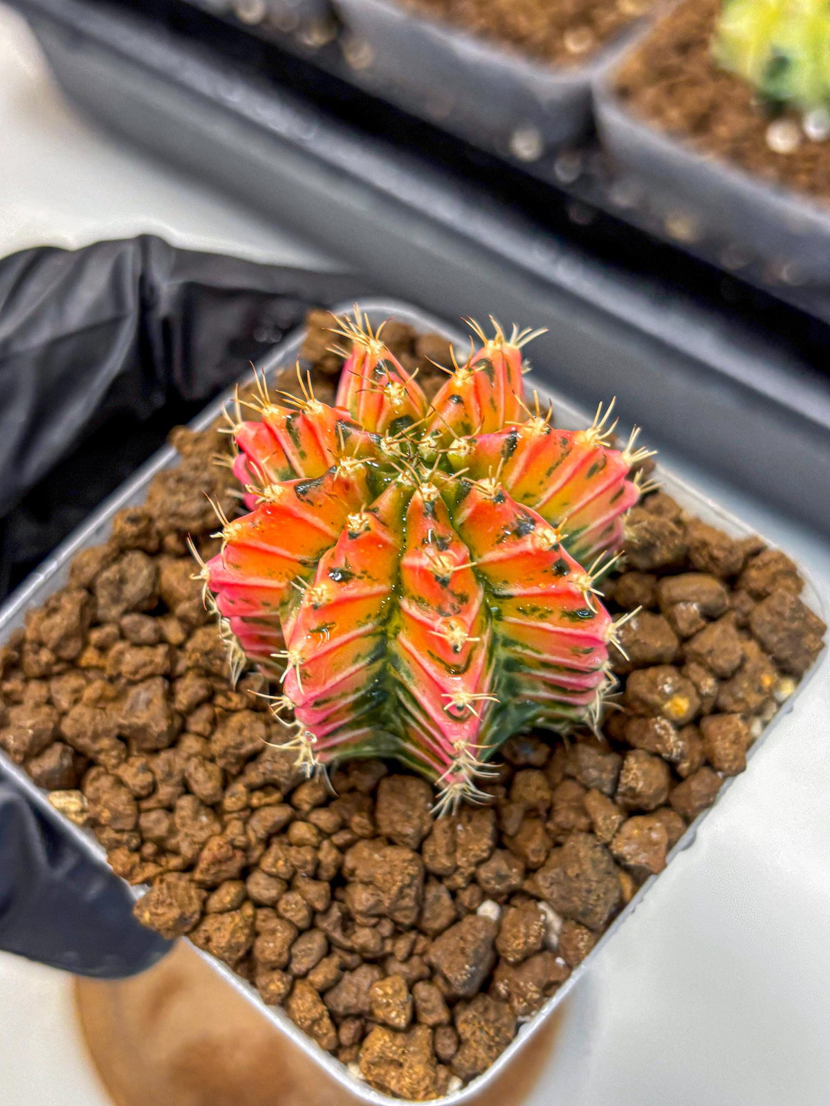 Gymnocalycium Ladybug (gy23) (3) | Special Hybrid cactus