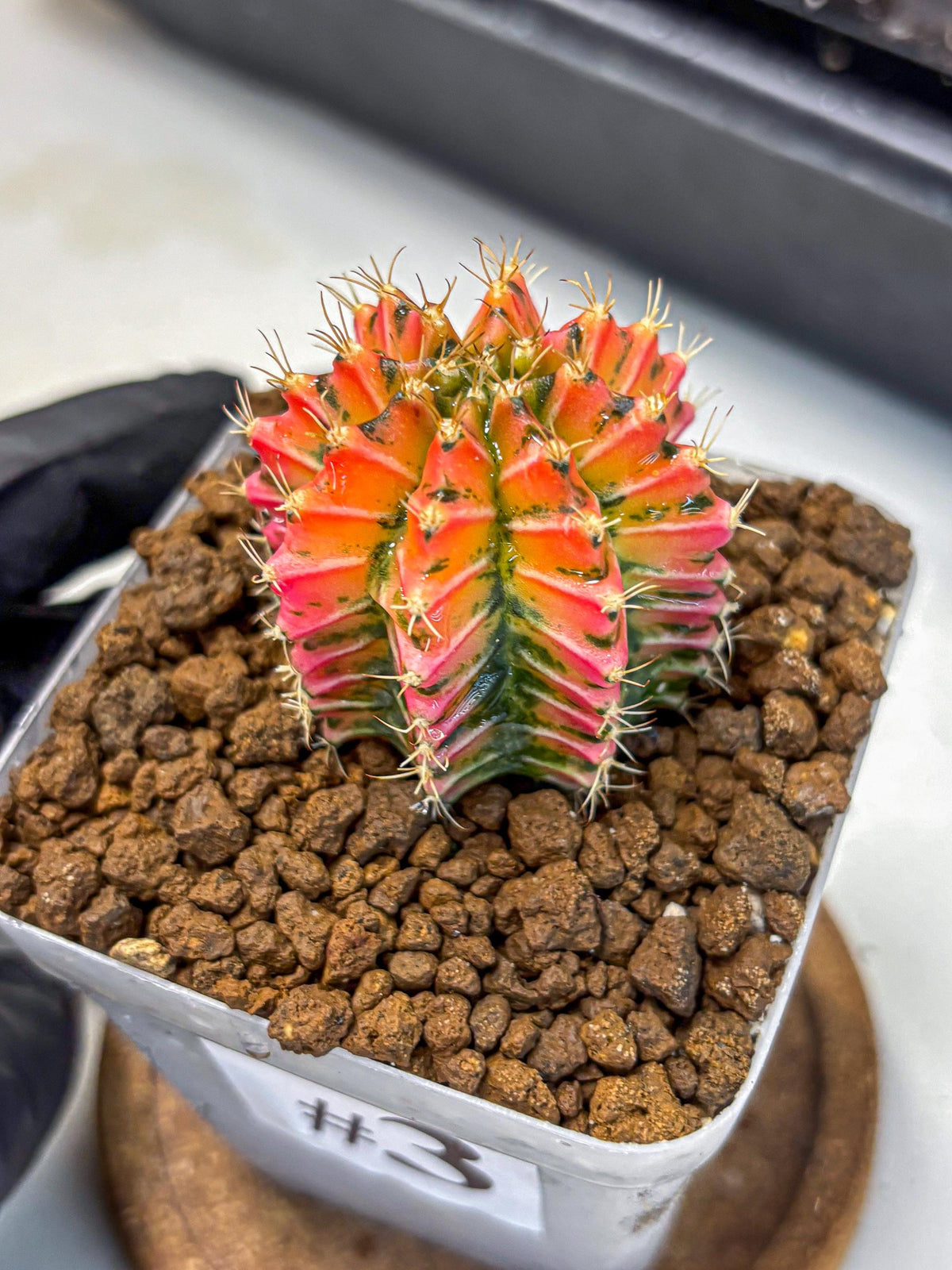 Gymnocalycium Ladybug (gy23) (3) | Special Hybrid cactus