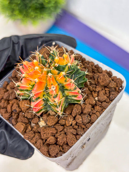 Gymnocalycium Ladybug (gy23) (2) | Special Hybrid cactus